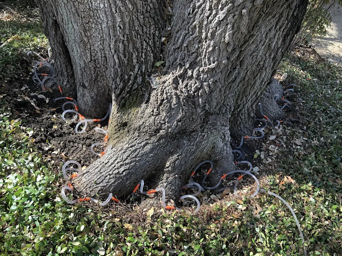 Detailed Tree Cabling and Bracing job site in Franklin Park