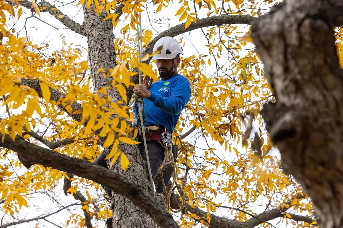 Skilled Storm Damage Cleanup crew working in Franklin Park